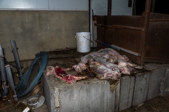 Pile of dead piglets dumped outside weaner shed