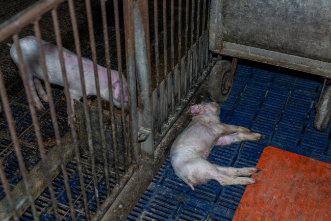 Dead piglet in aisle of weaner shed