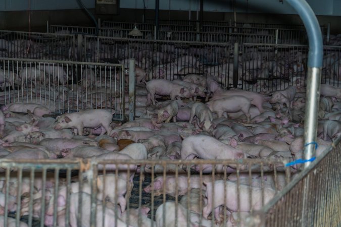 Crowded weaner piglet pens