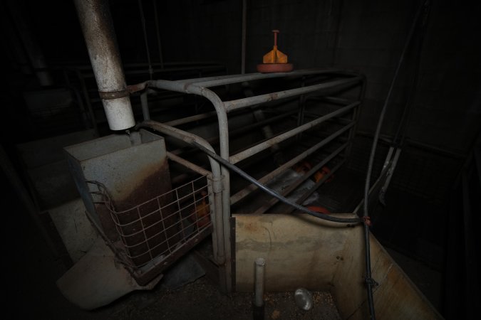 Empty farrowing crate in a state of disrepair