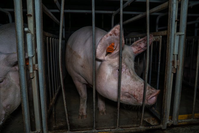 Sow in sow stall with bloody ear