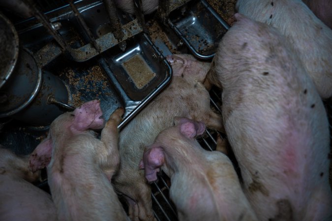 Dead piglet in weaner pen