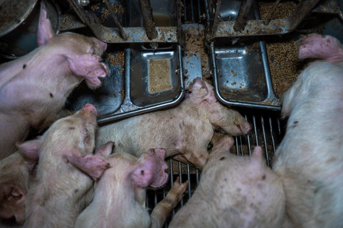 Dead piglet in weaner pen
