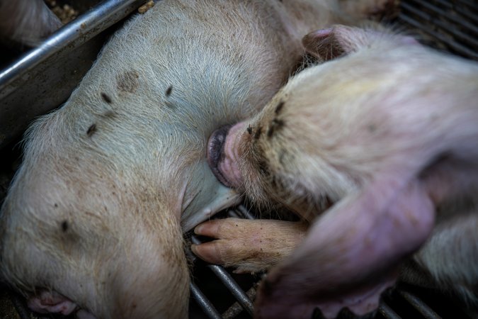 Dead piglet in weaner pen
