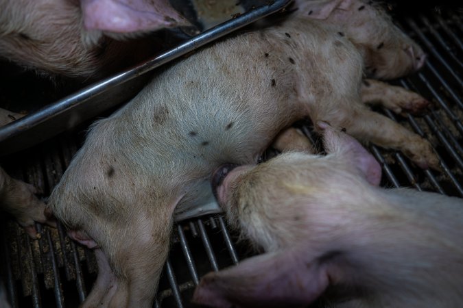 Dead piglet in weaner pen