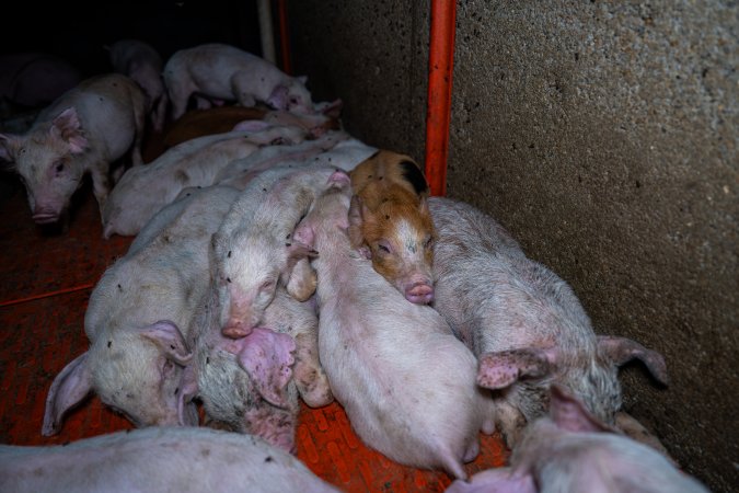 Weaner piglets