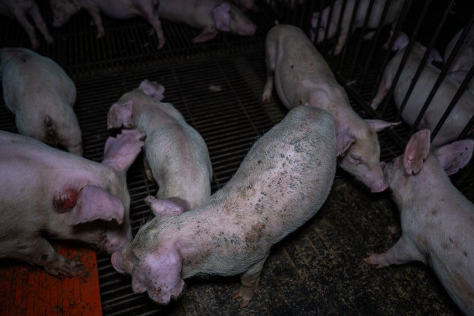 Weaner piglets