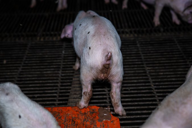 Weaner piglet - scouring