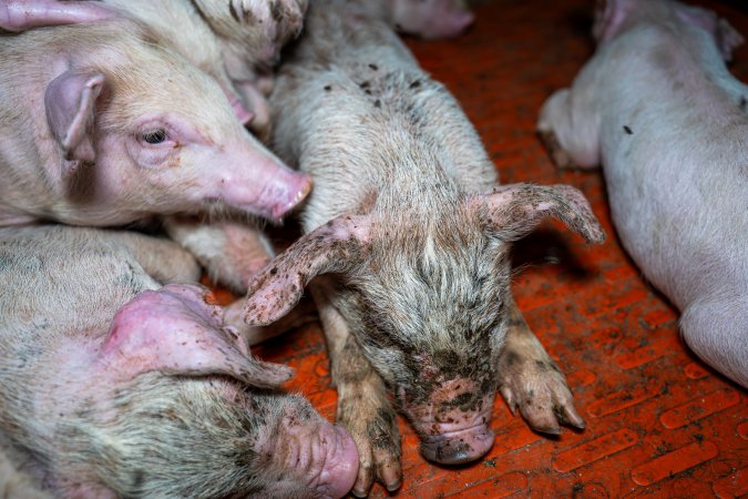 Weaner piglet with mange