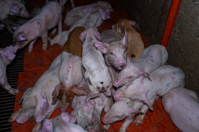 Weaner piglets