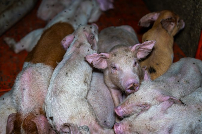 Weaner piglets
