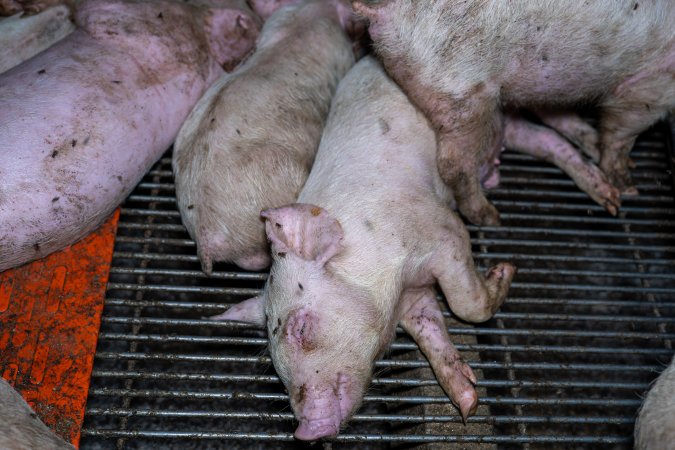 Weaner piglets
