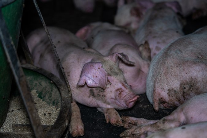 Weaner piglets