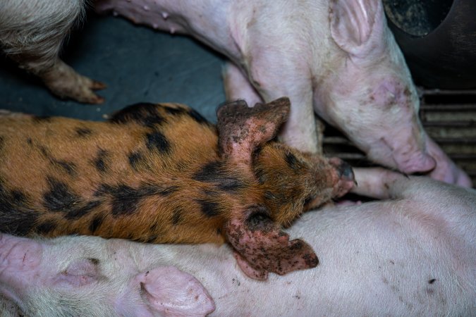Weaner piglet with mange