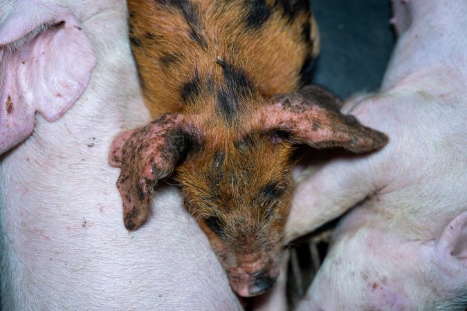 Weaner piglet with mange