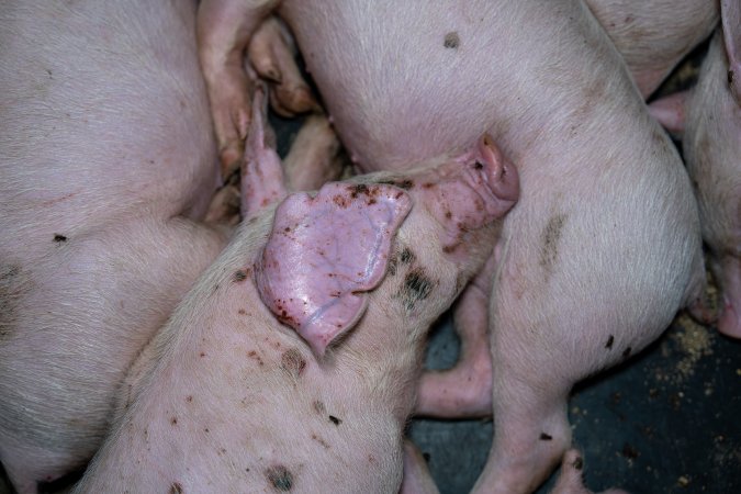 Weaner piglet