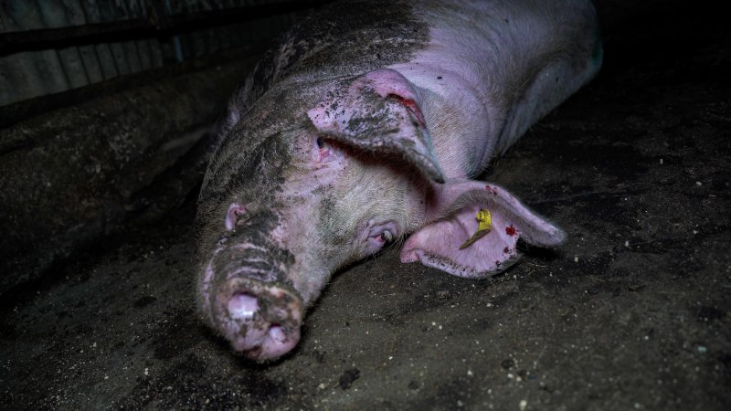 Sow with rat bites on ear