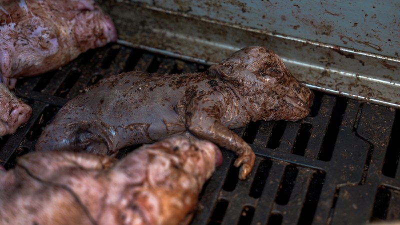 'Mummified' stillborn piglet