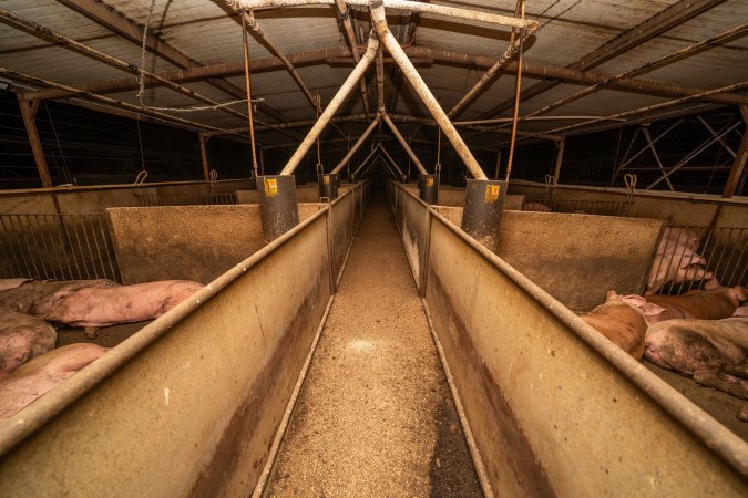 Aisle of grower shed