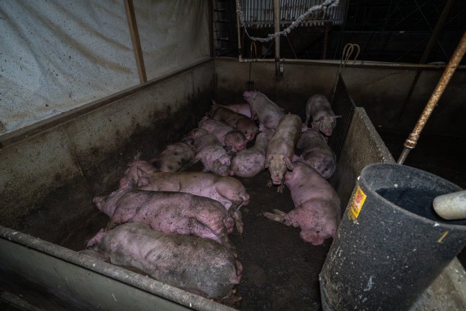 Grower pigs