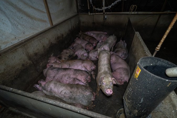 Grower pigs