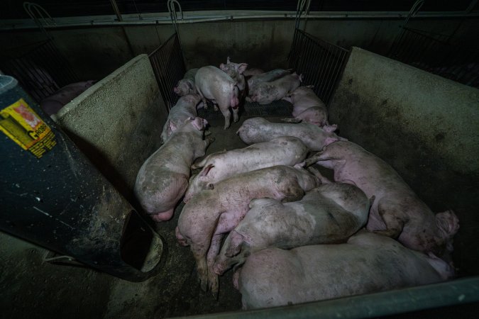 Grower pigs