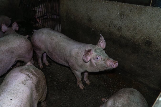Grower pigs