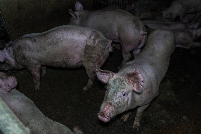 Grower pigs