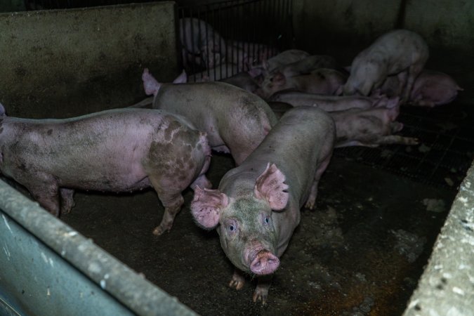 Grower pigs