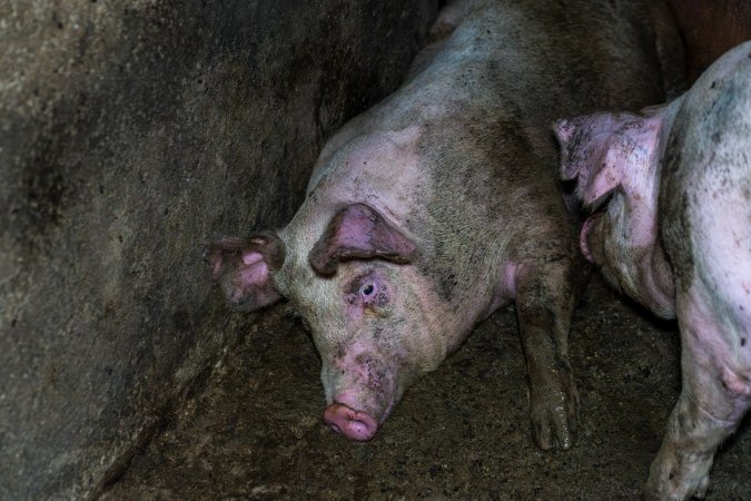 Grower pigs
