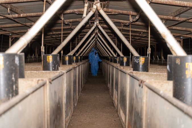 Activists walk down aisle of grower pig shed