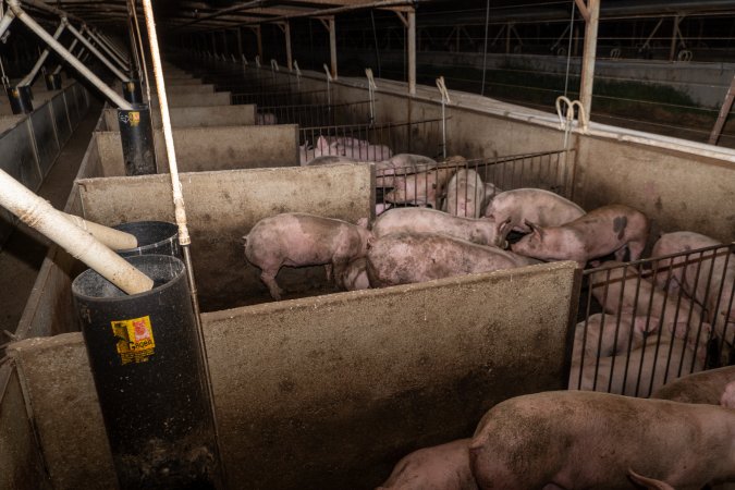 Several pens of grower pigs