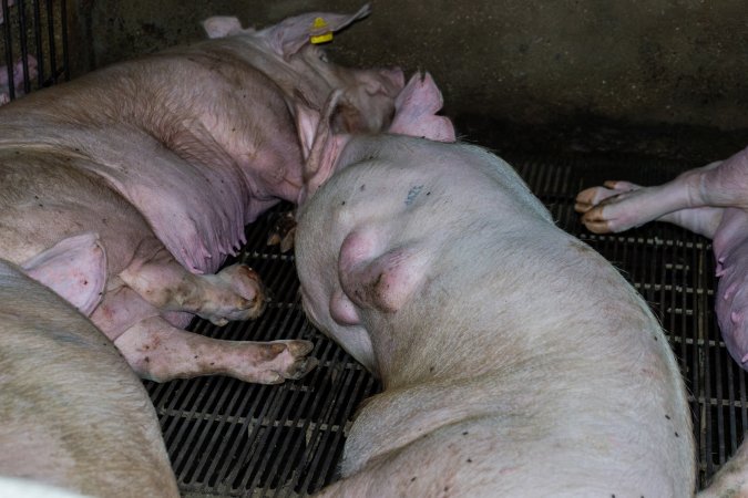 Sow with tumours on her side