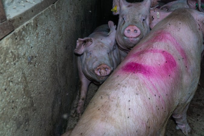 Sows in group housing