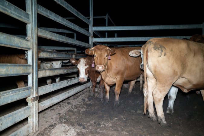 Cow in slaughterhouse holding pen