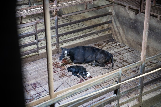 A cow and her calf in slaughterhouse holding pens