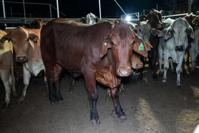 Cows in outdoor holding pens