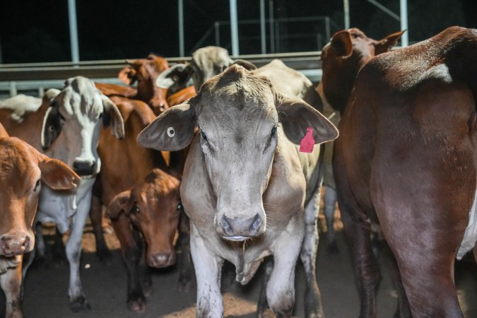 Cows in outdoor holding pens