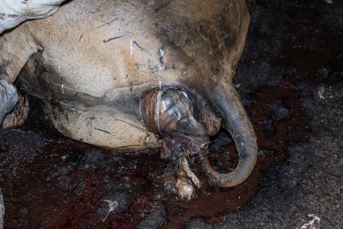 Cow with prolapse in dead pile outside slaughterhouse