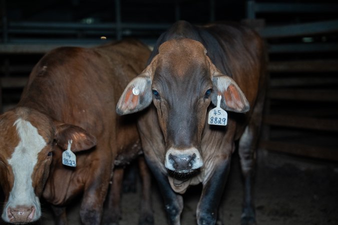 Cow in slaughterhouse holding pen
