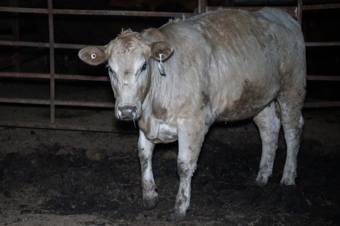 Cow in slaughterhouse holding pen