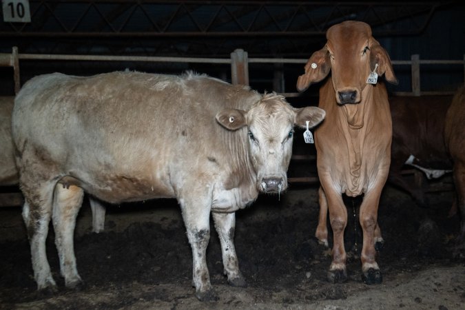 Cow in slaughterhouse holding pen