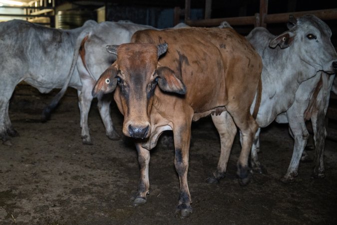 Cow in slaughterhouse holding pen