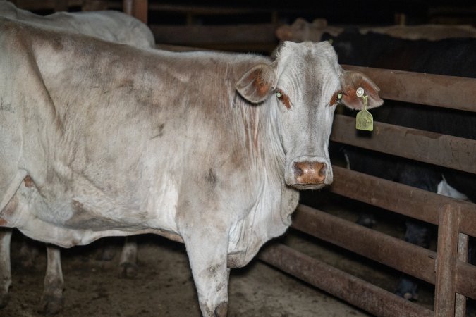 Cow in slaughterhouse holding pen