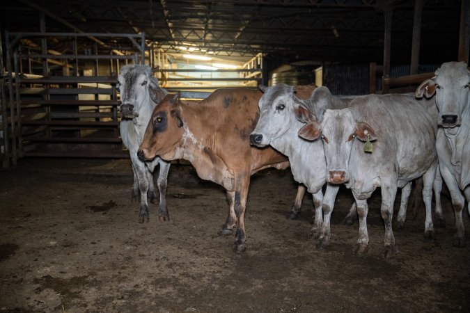 Cows in slaughterhouse holding pen