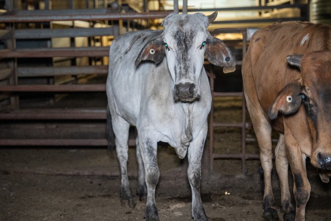 Cow in slaughterhouse holding pen
