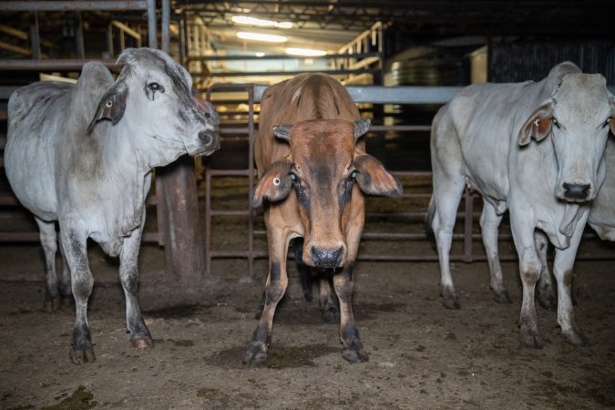 Cows in slaughterhouse holding pen