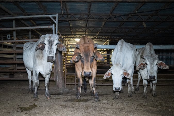 Cows in slaughterhouse holding pen