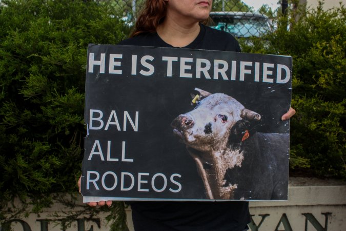 Protest outside of Queanbeyan Rodeo