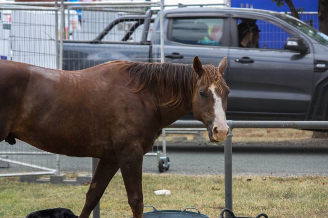 Horse inside Queanbeyan Rodeo